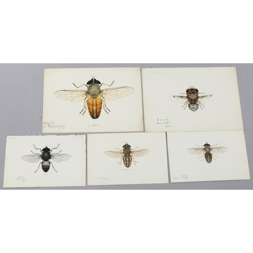 1635 - Manawar-Ud-Din, 4 ink/watercolour Indian entomological studies, largest 24cm x 34cm, unframed (4)