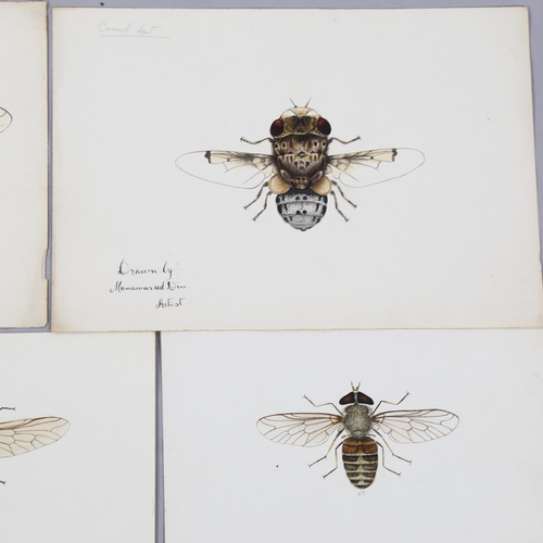 1635 - Manawar-Ud-Din, 4 ink/watercolour Indian entomological studies, largest 24cm x 34cm, unframed (4)