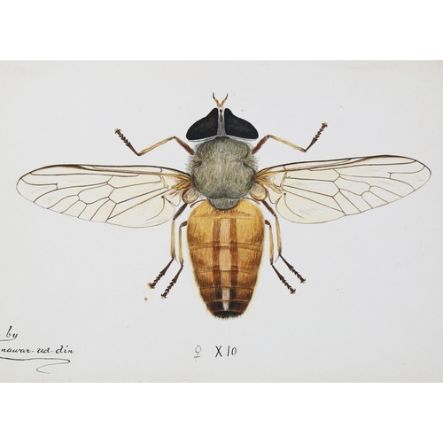 1635 - Manawar-Ud-Din, 4 ink/watercolour Indian entomological studies, largest 24cm x 34cm, unframed (4)