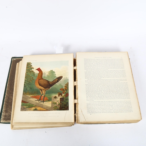 166 - Lewis Wright's Illustrated Book of Poultry, First Edition, 1873, published by Cassell, Petter & Galp... 