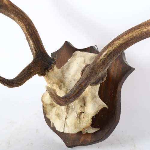 77 - TAXIDERMY - a pair of fallow deer antlers on shield plaque, length 53cm