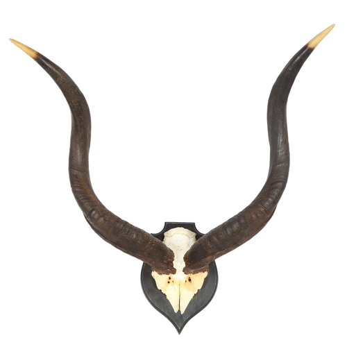 78 - TAXIDERMY - a pair of African antelope antlers on shield-shape plaque, length 63cm