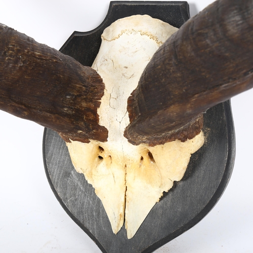 78 - TAXIDERMY - a pair of African antelope antlers on shield-shape plaque, length 63cm