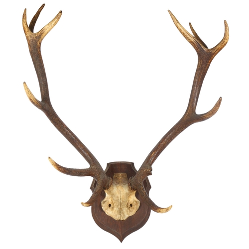 79 - TAXIDERMY - a large pair of stag antlers on shield-shape plaque, length 75cm