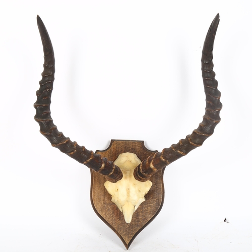 80 - TAXIDERMY - a small pair of African antelope antlers on shield-shape plaque, length 38cm