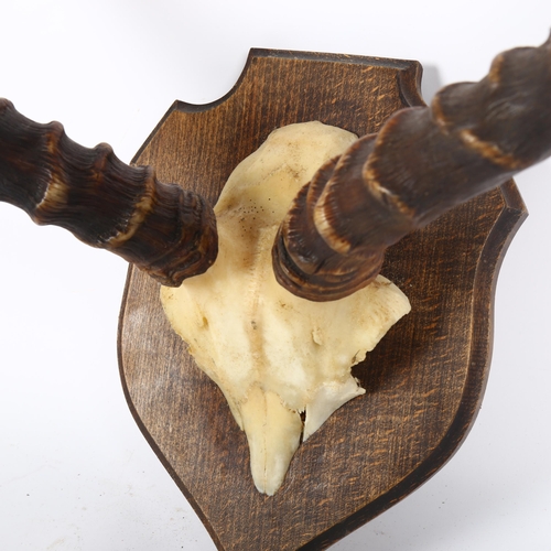 80 - TAXIDERMY - a small pair of African antelope antlers on shield-shape plaque, length 38cm