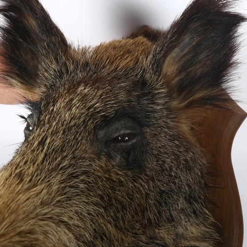 82 - TAXIDERMY - a wild boar's head on shield-shape plaque, length 45cm