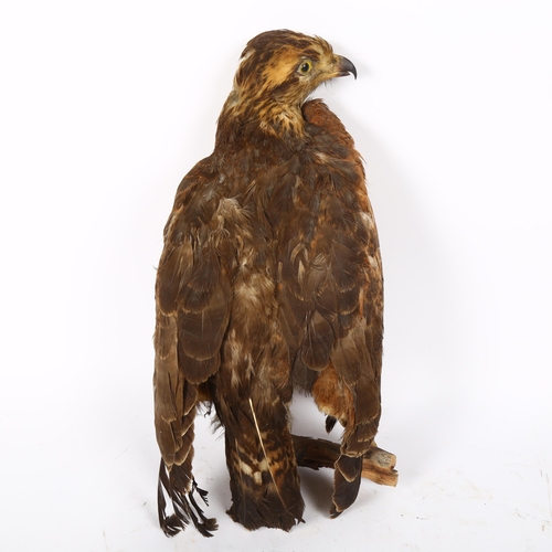 83 - TAXIDERMY - a hawk, length 40cm