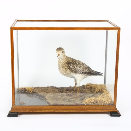 84 - TAXIDERMY - a plover on naturalistic base, in glazed case, width 38cm, case height 31cm