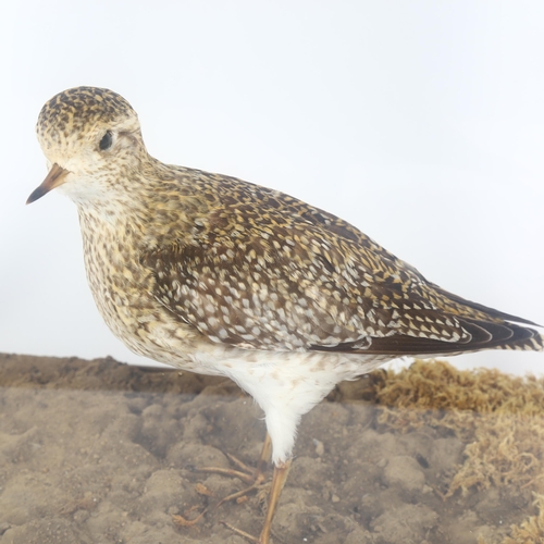 84 - TAXIDERMY - a plover on naturalistic base, in glazed case, width 38cm, case height 31cm