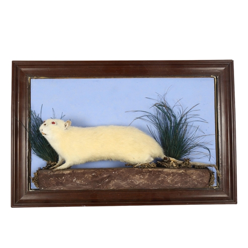 85 - TAXIDERMY - an albino rat on naturalistic plinth, width 47cm