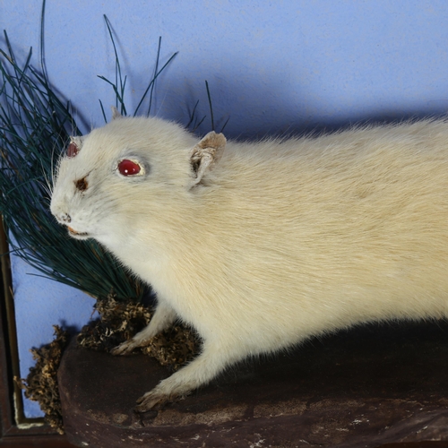 85 - TAXIDERMY - an albino rat on naturalistic plinth, width 47cm