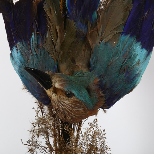 86 - TAXIDERMY - a European roller on naturalistic plinth, under a glass dome, 52cm overall