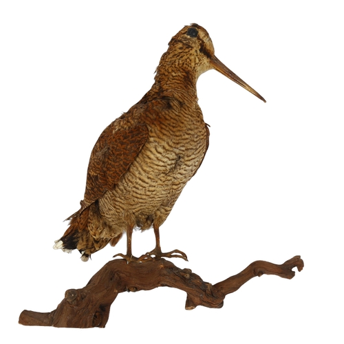 87 - TAXIDERMY - a Woodcock sitting on a branch, height 30cm