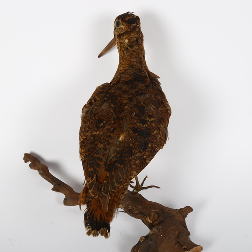 87 - TAXIDERMY - a Woodcock sitting on a branch, height 30cm