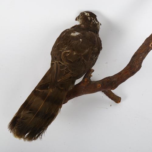 88 - TAXIDERMY - a hawk sitting on a branch, height 20cm