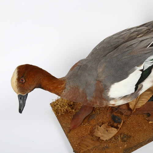 89 - TAXIDERMY - a European widgeon on naturalistic stand, stand width 46cm