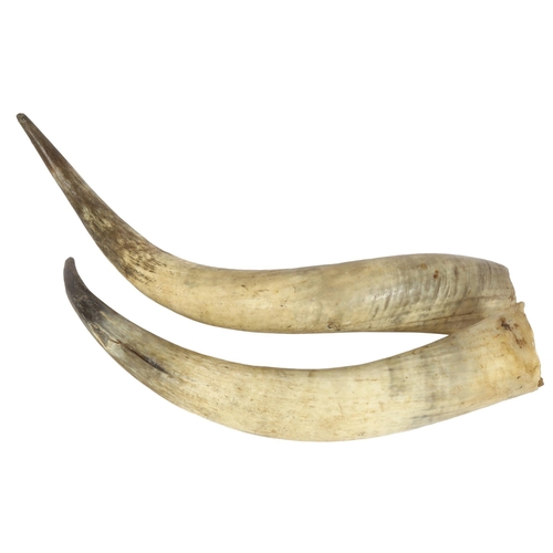 91 - TAXIDERMY - a large pair of Highland Cattle horns, length 75cm