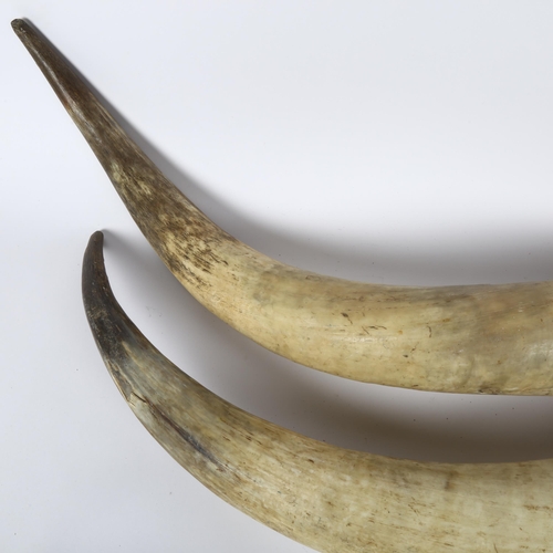 91 - TAXIDERMY - a large pair of Highland Cattle horns, length 75cm