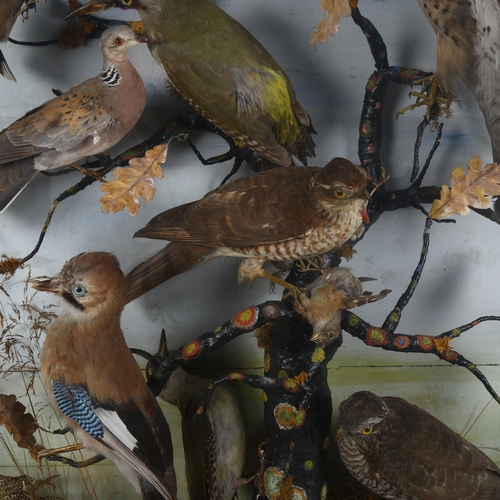 92 - TAXIDERMY - a large display of birds, to include woodpeckers, finches, jays, hawks etc, in glazed ca... 