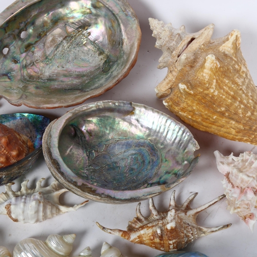 429 - A group of various seashells, to include conch, nautilus, oyster etc