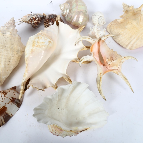 463 - A group of seashells, largest 30cm