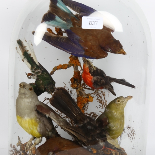 837 - TAXIDERMY -  a group of 7 colourful taxidermy birds, on a naturalistic plinth, in a Victorian glass ... 