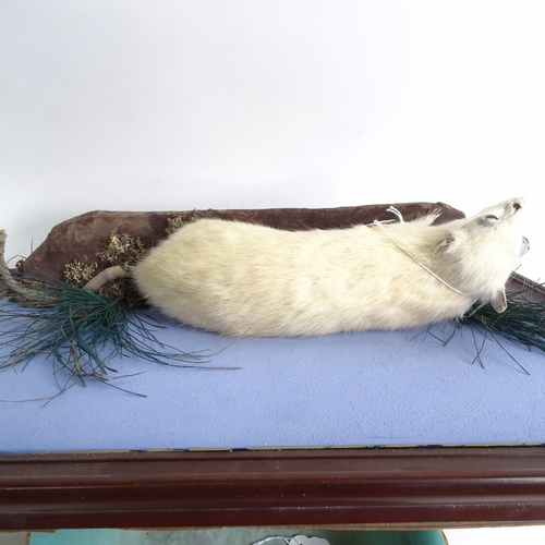 85 - TAXIDERMY - an albino rat on naturalistic plinth, width 47cm