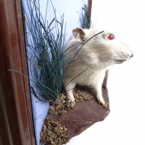 85 - TAXIDERMY - an albino rat on naturalistic plinth, width 47cm