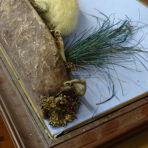 85 - TAXIDERMY - an albino rat on naturalistic plinth, width 47cm