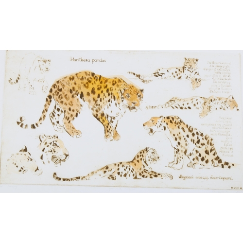 610 - Irene Makoveva, 3 coloured etchings, wildlife, mounted (3)