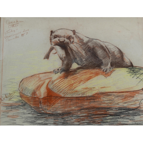 612 - Arthur Spencer Roberts (1920 - 1997), coloured pastels, Canadian otter 1957, signed, 40cm x 52cm, mo... 