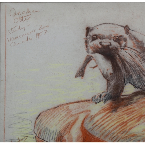 612 - Arthur Spencer Roberts (1920 - 1997), coloured pastels, Canadian otter 1957, signed, 40cm x 52cm, mo... 