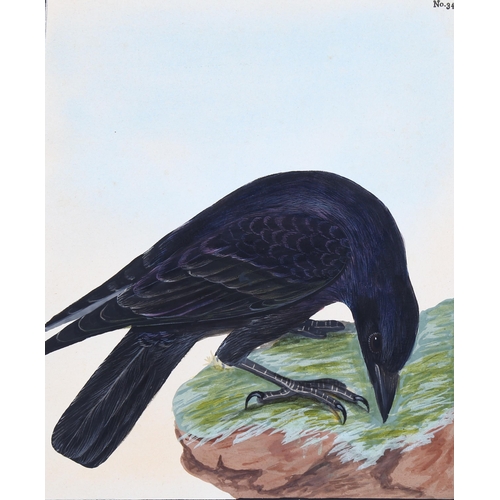 684 - After William Lewin, body colour, study of a crow from Birds Of Britain, 22cm x 18cm, mounted