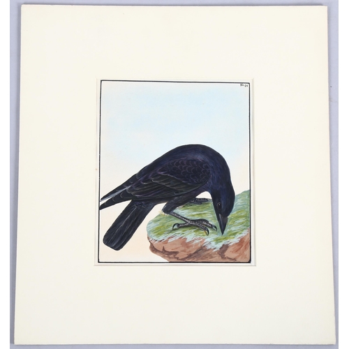 684 - After William Lewin, body colour, study of a crow from Birds Of Britain, 22cm x 18cm, mounted