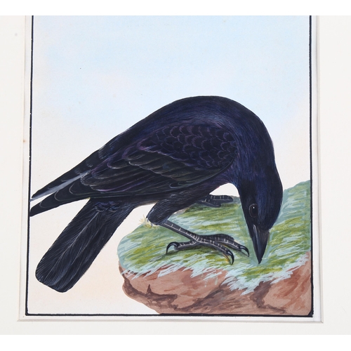 684 - After William Lewin, body colour, study of a crow from Birds Of Britain, 22cm x 18cm, mounted