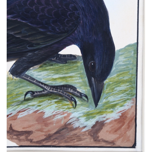 684 - After William Lewin, body colour, study of a crow from Birds Of Britain, 22cm x 18cm, mounted