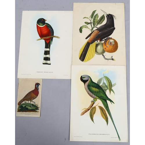 718 - Jean Theodore Discourtilz (1796 - 1865), John Gould and Henry Richter, bird studies, hand coloured l... 