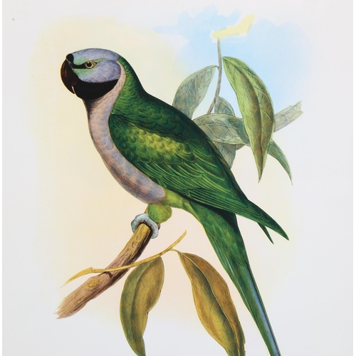 718 - Jean Theodore Discourtilz (1796 - 1865), John Gould and Henry Richter, bird studies, hand coloured l... 