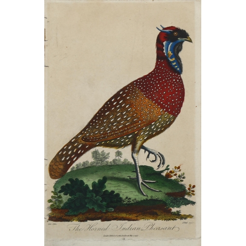 718 - Jean Theodore Discourtilz (1796 - 1865), John Gould and Henry Richter, bird studies, hand coloured l... 