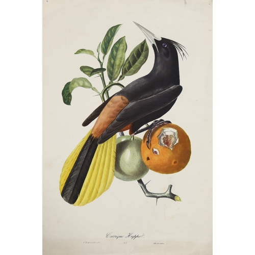 718 - Jean Theodore Discourtilz (1796 - 1865), John Gould and Henry Richter, bird studies, hand coloured l... 