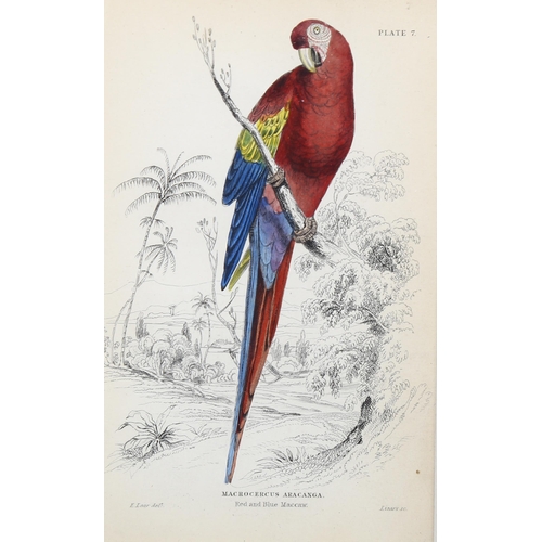 750 - Edward Lear (1812-1888), hand-coloured lithograph on paper, Red and Blue Maccaw (1836), 14.5cm x 10c... 