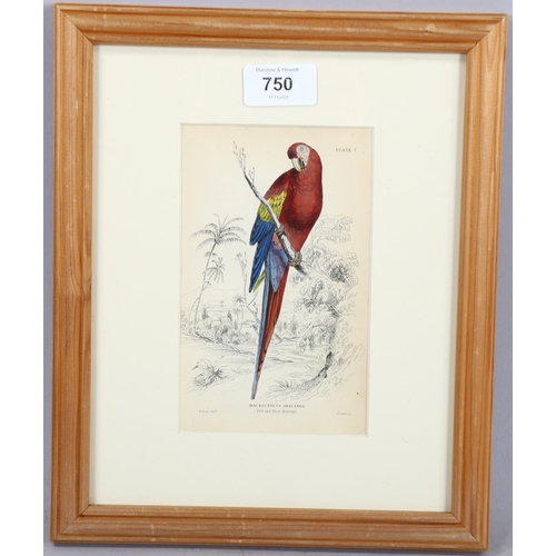 750 - Edward Lear (1812-1888), hand-coloured lithograph on paper, Red and Blue Maccaw (1836), 14.5cm x 10c... 