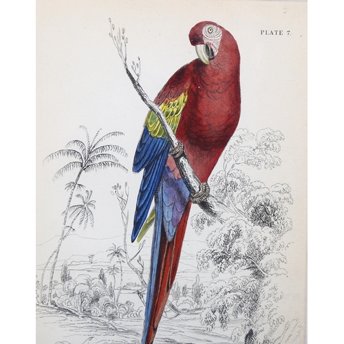 750 - Edward Lear (1812-1888), hand-coloured lithograph on paper, Red and Blue Maccaw (1836), 14.5cm x 10c... 