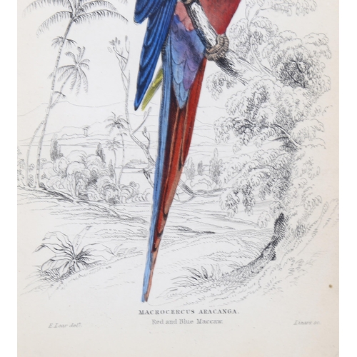 750 - Edward Lear (1812-1888), hand-coloured lithograph on paper, Red and Blue Maccaw (1836), 14.5cm x 10c... 