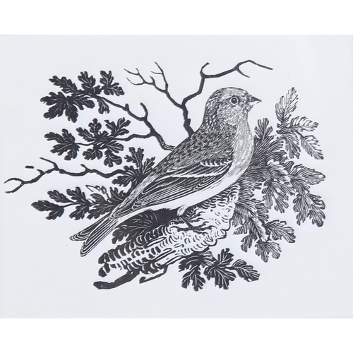 761 - Thomas Bewick (1753-1828), wood engraving on paper, The Lesser Redpole, 6cm x 7.5cm. Printed directl... 