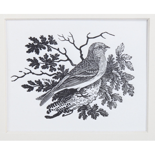 761 - Thomas Bewick (1753-1828), wood engraving on paper, The Lesser Redpole, 6cm x 7.5cm. Printed directl... 