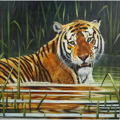 766 - David Ayling, oil on canvas, Tiger in River, signed, 58.5cm x 58.5cm, framed