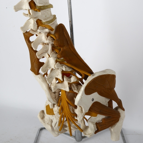 56 - A modern vertebral column classroom model on chrome stand, height 90cm