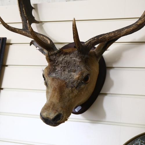 60 - TAXIDERMY - a deer's head and antlers mounted on board, width between antlers 54cm